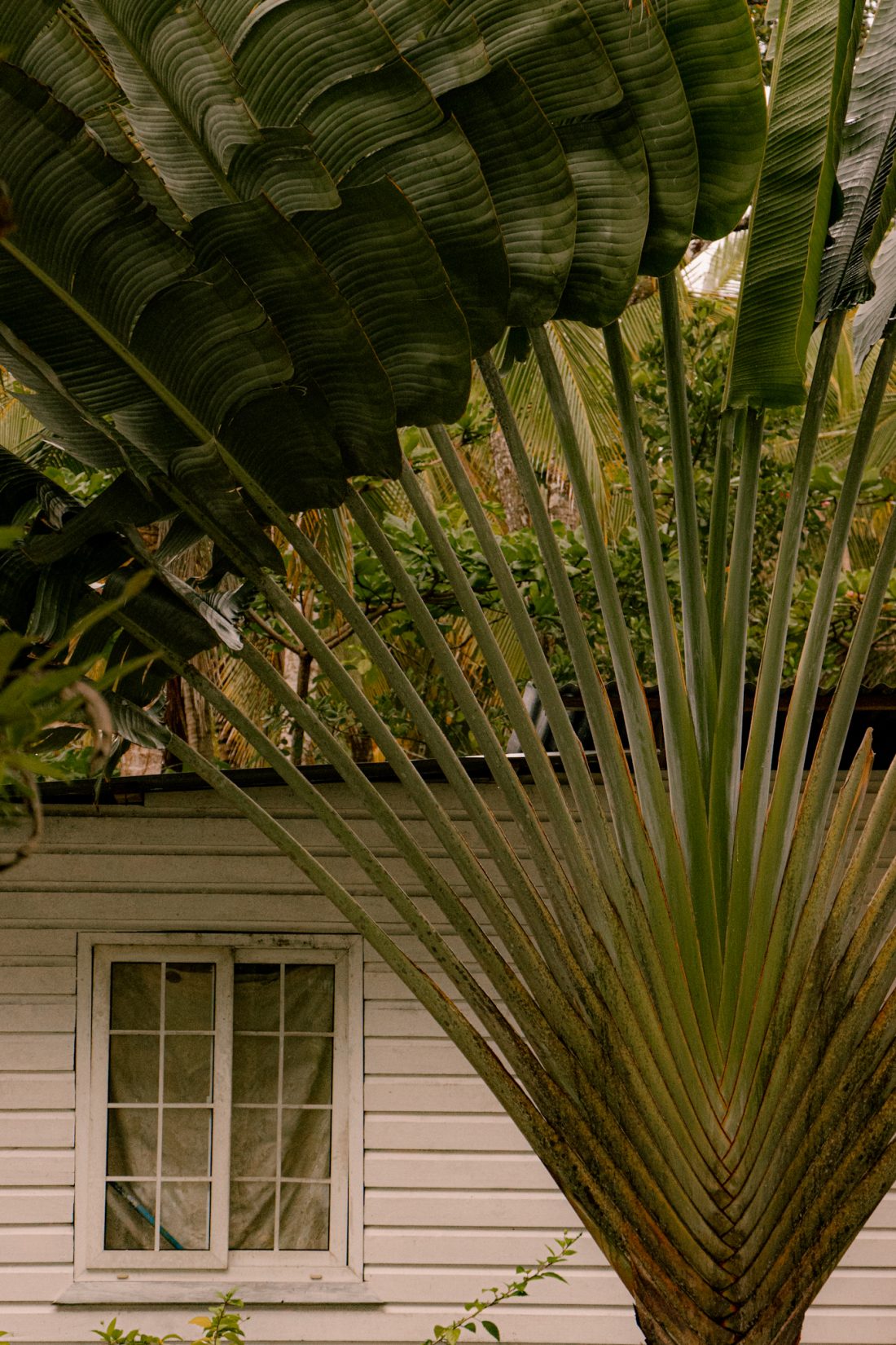 Palm tree Panama Bocas del toro
