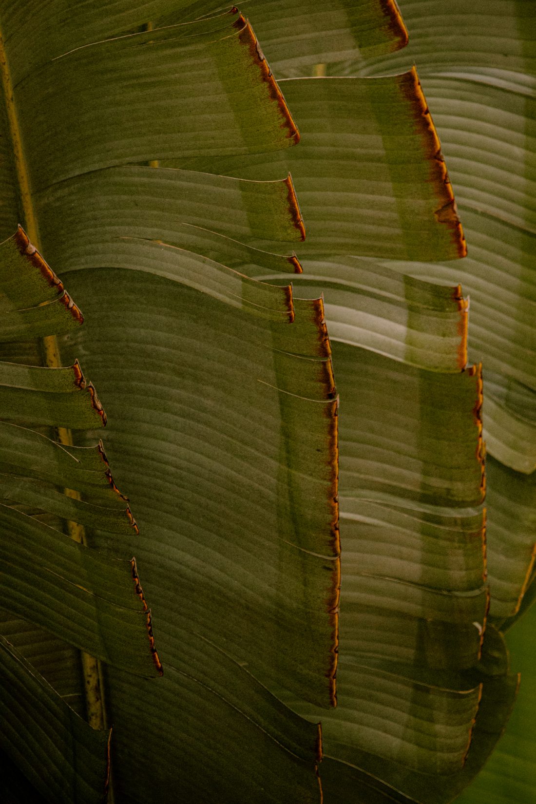 Palm leaves Panama Bocas del toro