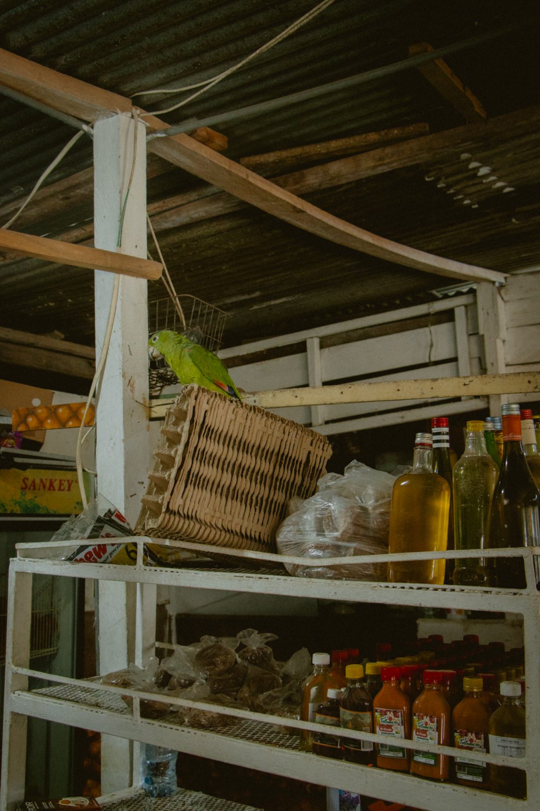 Perroquet supermarche