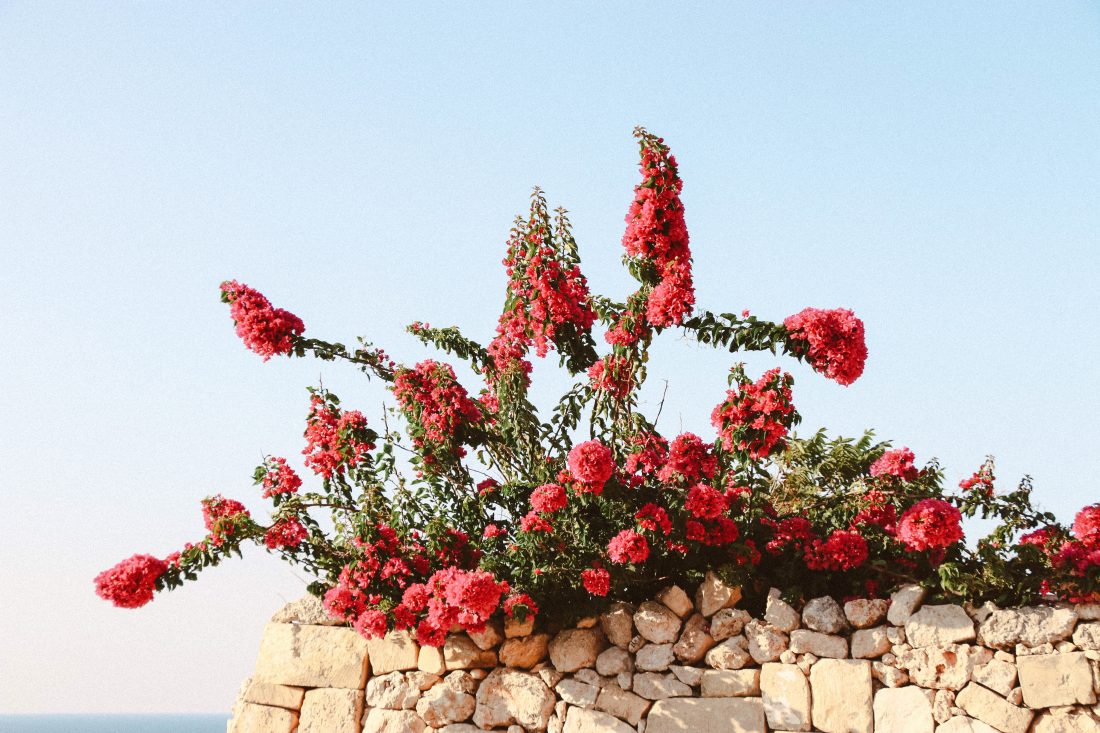malte fleur au coin d'une rue