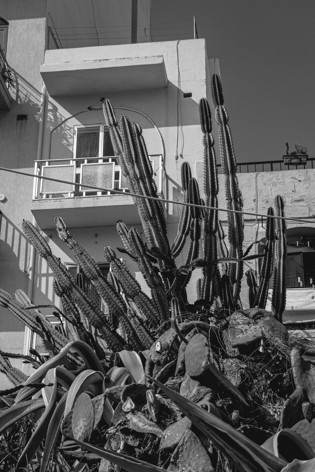 Cactus au coin d'une rue Malte noir et blanc